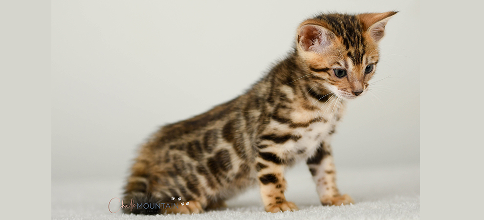 Bengal kitten for sale